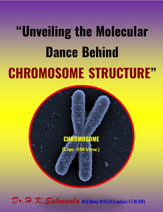“Chromosome structure showing chromatin organization and condensation dynamics”